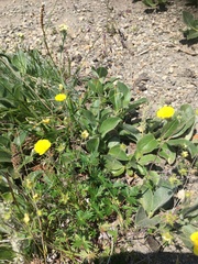 Potentilla vulcanicola