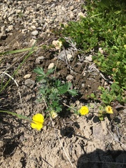 Potentilla vulcanicola