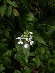 Calanthe dominyi