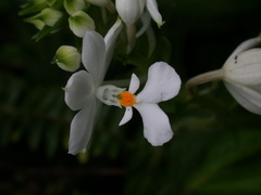 Calanthe dominyi