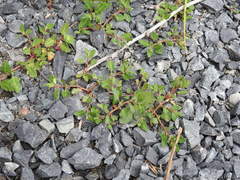 Oxybasis glauca salina