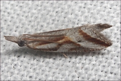 Arotrophora arcuatalis