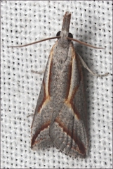 Arotrophora arcuatalis