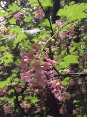 Ribes sanguineum glutinosum