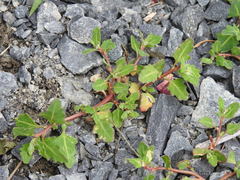 Oxybasis glauca salina