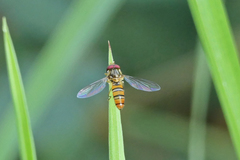Episyrphus viridaureus