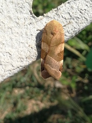 Noctua fimbriata