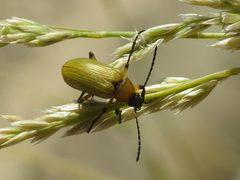 Proctenius granatensis