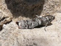 Dioryctria mendacella