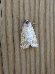 Alvaradoia disjecta