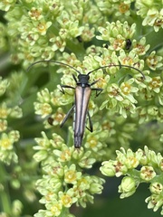 Strangalia acuminata