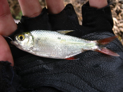 Cauca tetra (Bryconamericus caucanus) — Characidae — 2