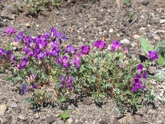 Oxytropis kamtschatica