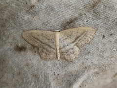 Idaea mediaria