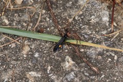 Lophopompilus samariensis