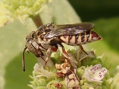 Coelioxys coturnix