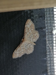Idaea moniliata