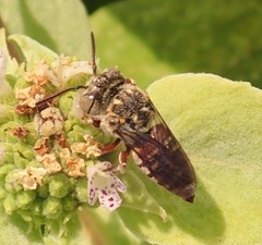 Coelioxys coturnix