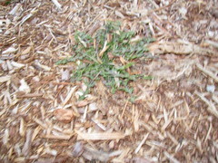 Taraxacum officinale