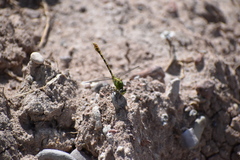 Erpetogomphus crotalinus