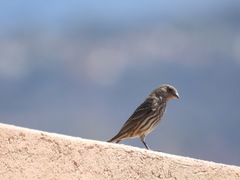 Haemorhous mexicanus