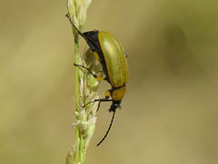 Proctenius granatensis