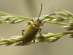 Proctenius granatensis