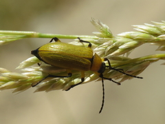 Proctenius granatensis