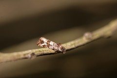 Lobesia peltophora