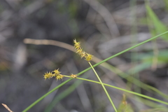 Carex sterilis