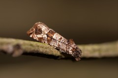 Lobesia peltophora