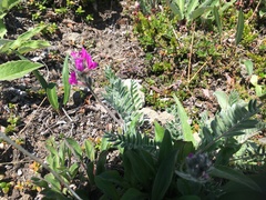 Oxytropis kamtschatica