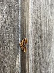 Plagodis phlogosaria