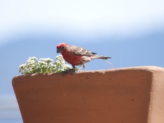 Haemorhous mexicanus