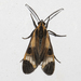 Dycladia lucetius - Photo (c) Alenilson,  זכויות יוצרים חלקיות (CC BY-NC), הועלה על ידי Alenilson