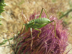 Steropleurus andalusius