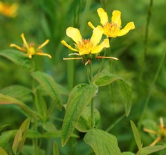Hypericum ascyron gebleri
