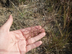 Aristida oligantha