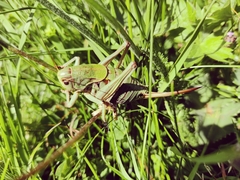 Psorodonotus fieberi