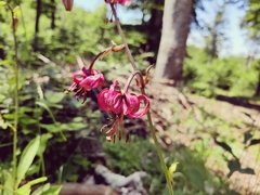 Lilium martagon