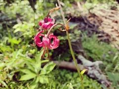 Lilium martagon