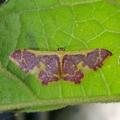Idaea gemma