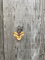 Plagodis phlogosaria