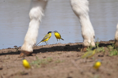 Motacilla flava flava