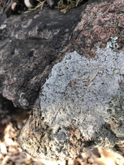 Circinaria caesiocinerea