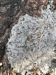 Circinaria caesiocinerea