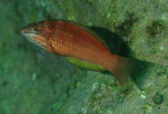 Pseudolabrus luculentus
