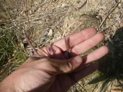 Bouteloua pectinata