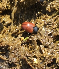 Aphodius pedellus