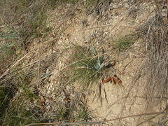 Bouteloua pectinata